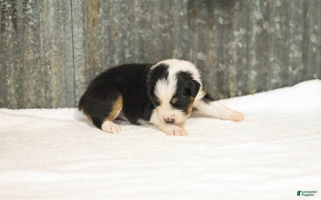 Miniature Australian Shepherd dogs Lana Miniature Australian Shepherd Puppy  - Ad 2