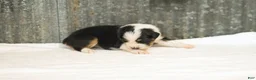 Miniature Australian Shepherd dogs for sale: Lana Miniature Australian Shepherd Puppy  - Ad 2