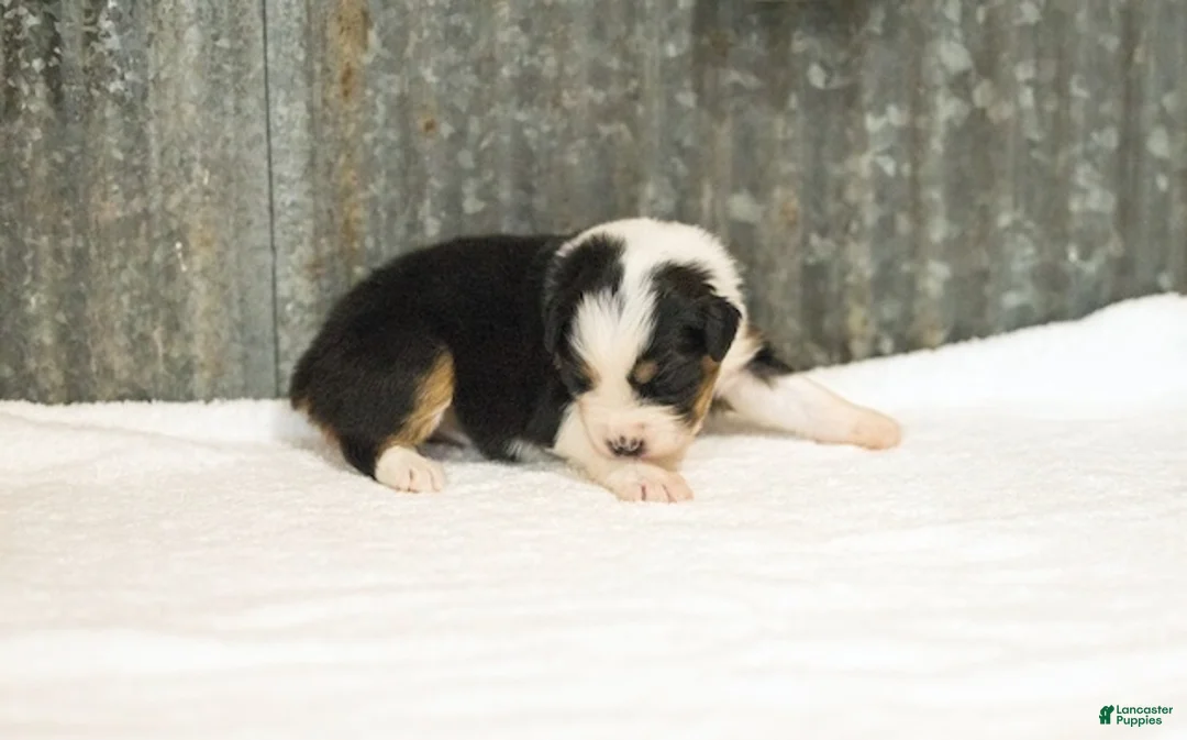 Miniature Australian Shepherd dogs for sale: Lana Miniature Australian Shepherd Puppy  - Ad 2