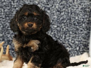 Cavapoo dogs Bradley - Ad 23
