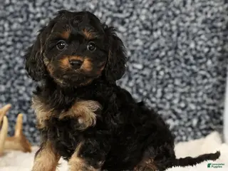 Cavapoo dogs Brandy - Ad 30