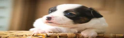 Papillon dogs for sale: Cosette Papillon  - Ad 4