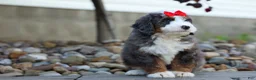 Mini Bernedoodle dogs for sale: 🐾 Meet Pilot 🐾 - Ad 5