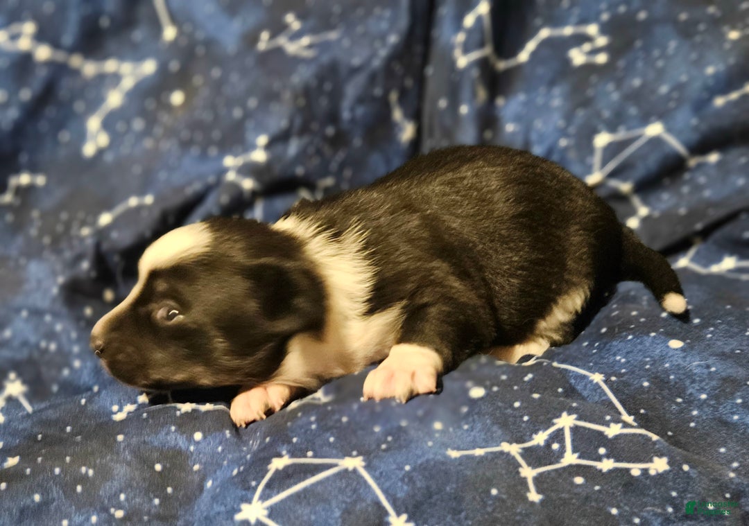 Border Collie dogs for sale: Joy (Call-Text) - Ad 2