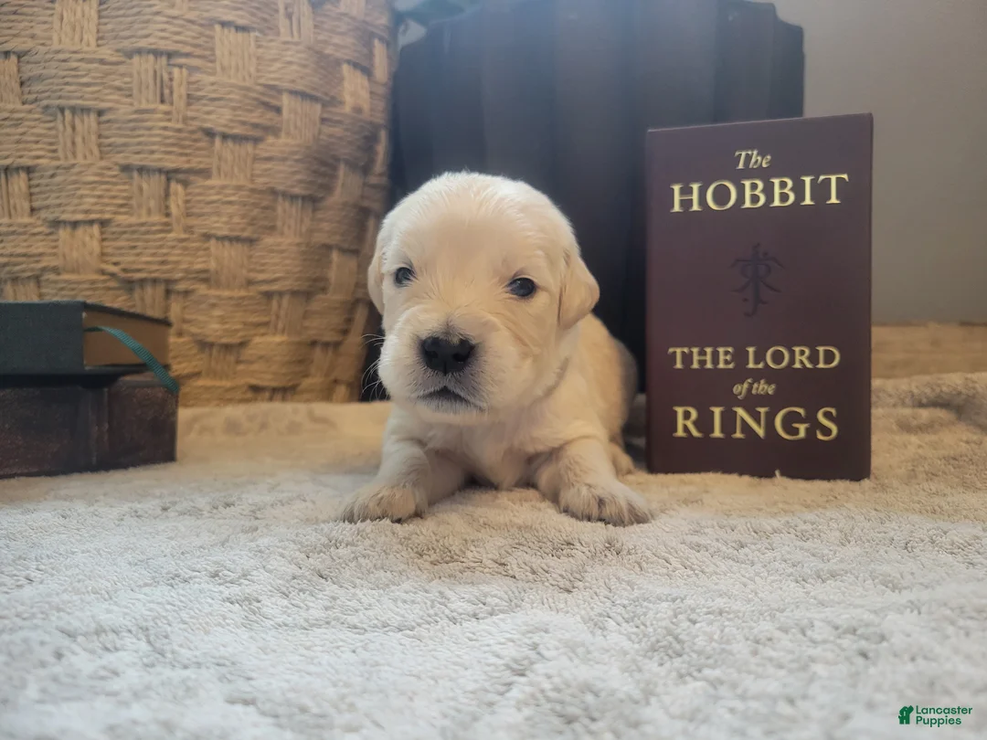 Golden Retriever dogs for sale: Gandalf, Champion Sired - Ad 1