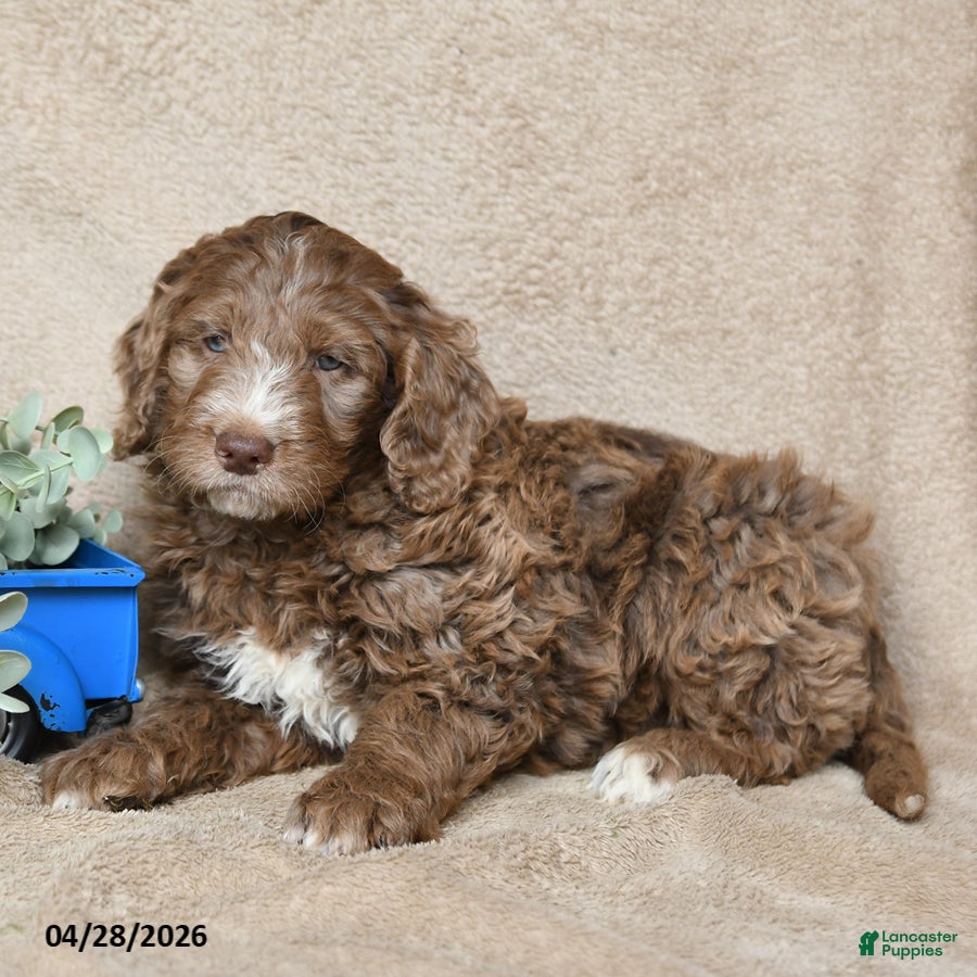 Goldendoodle dogs Toffee - Ad 2