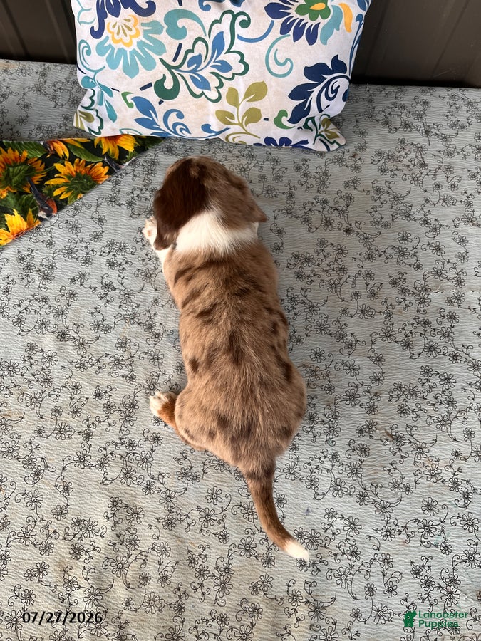 Miniature Dachshund dogs Rascal - Ad 2