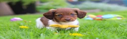 Miniature Dachshund dogs for sale: Archie - Ad 8