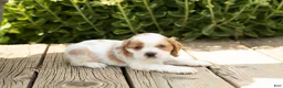 Cocker Spaniel dogs for sale: Brooks  - Ad 3