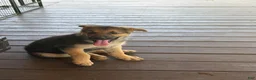 German Shepherd dogs for sale: Diesel - Ad 13