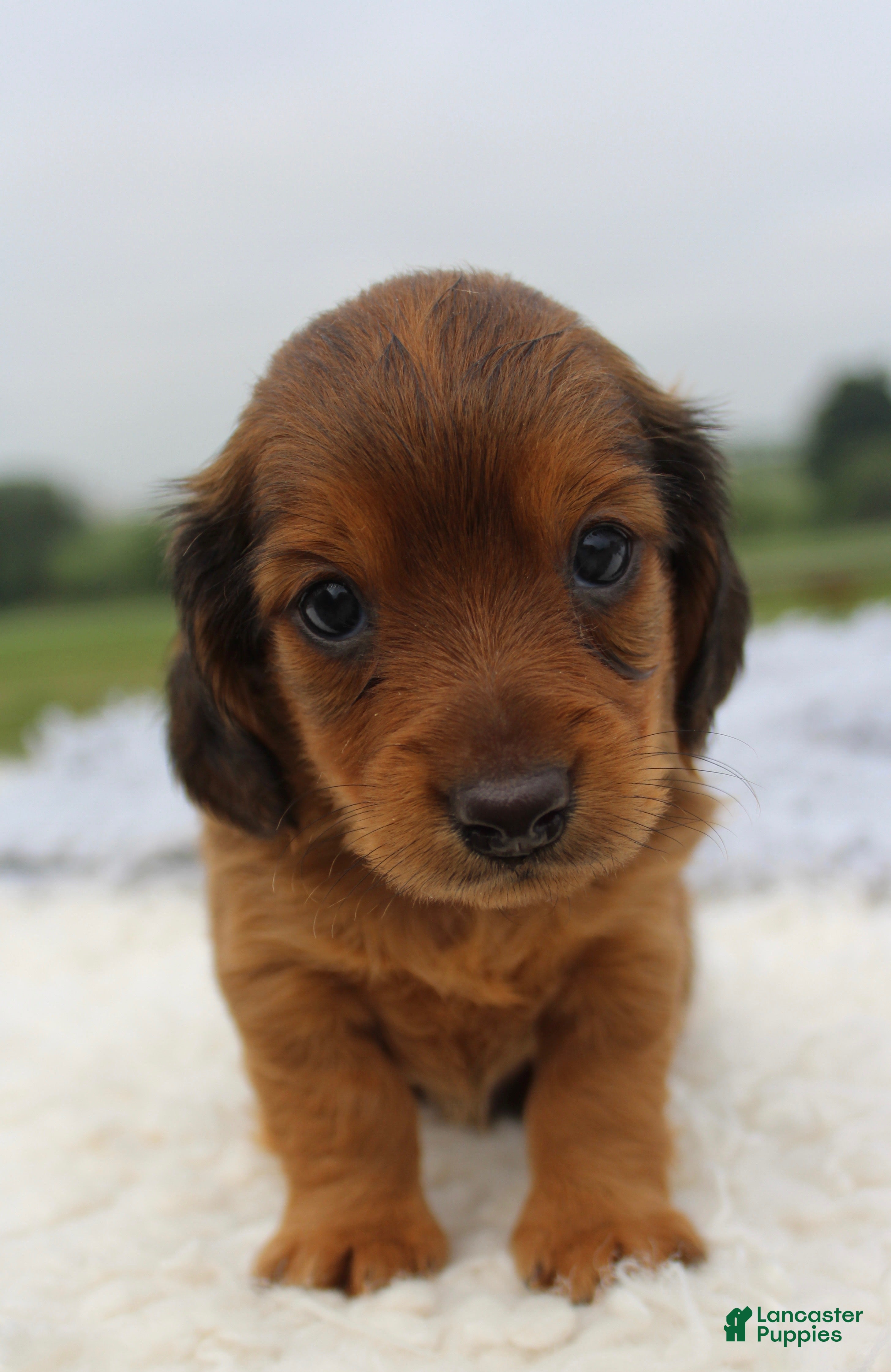Miniature Dachshund dogs Miniature Dachshund 4 - Ad 17