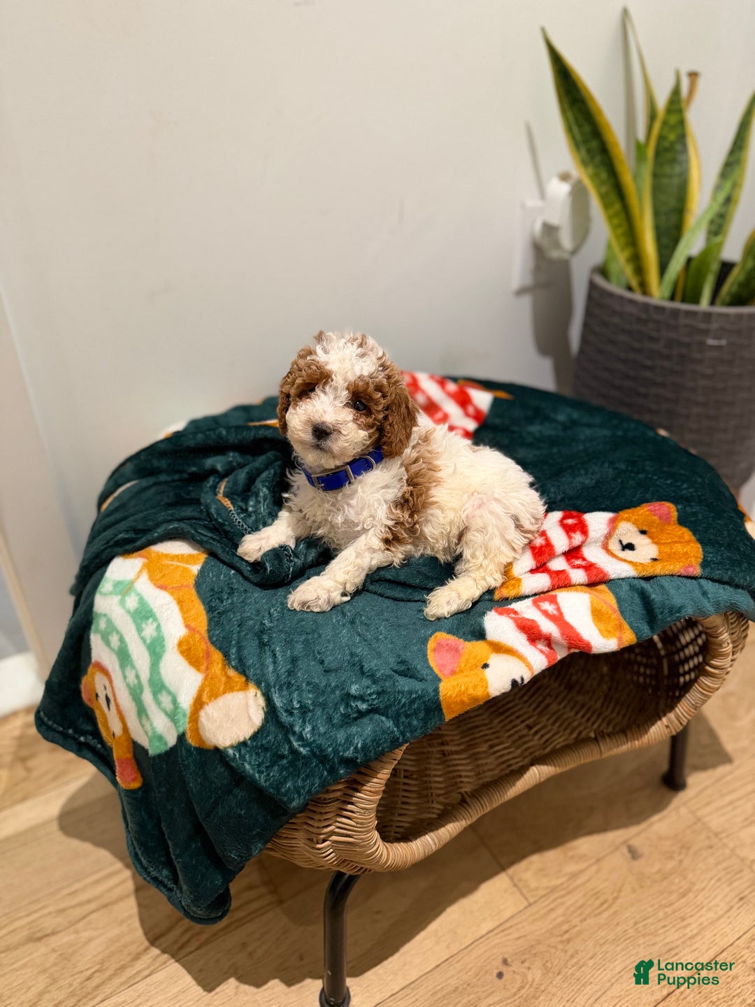 Toy Poodle dogs for sale: Blueberry  - Ad 3