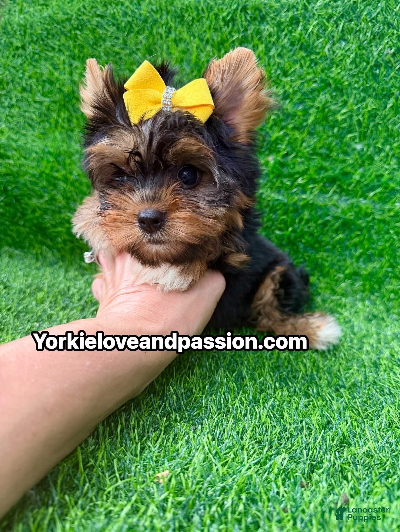 Yorkshire Terrier dogs for sale: Small traditional female  - Ad 4