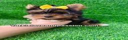 Yorkshire Terrier dogs for sale: Small traditional female  - Ad 1