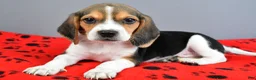 Beagle dogs for sale: Dandy - Ad 2