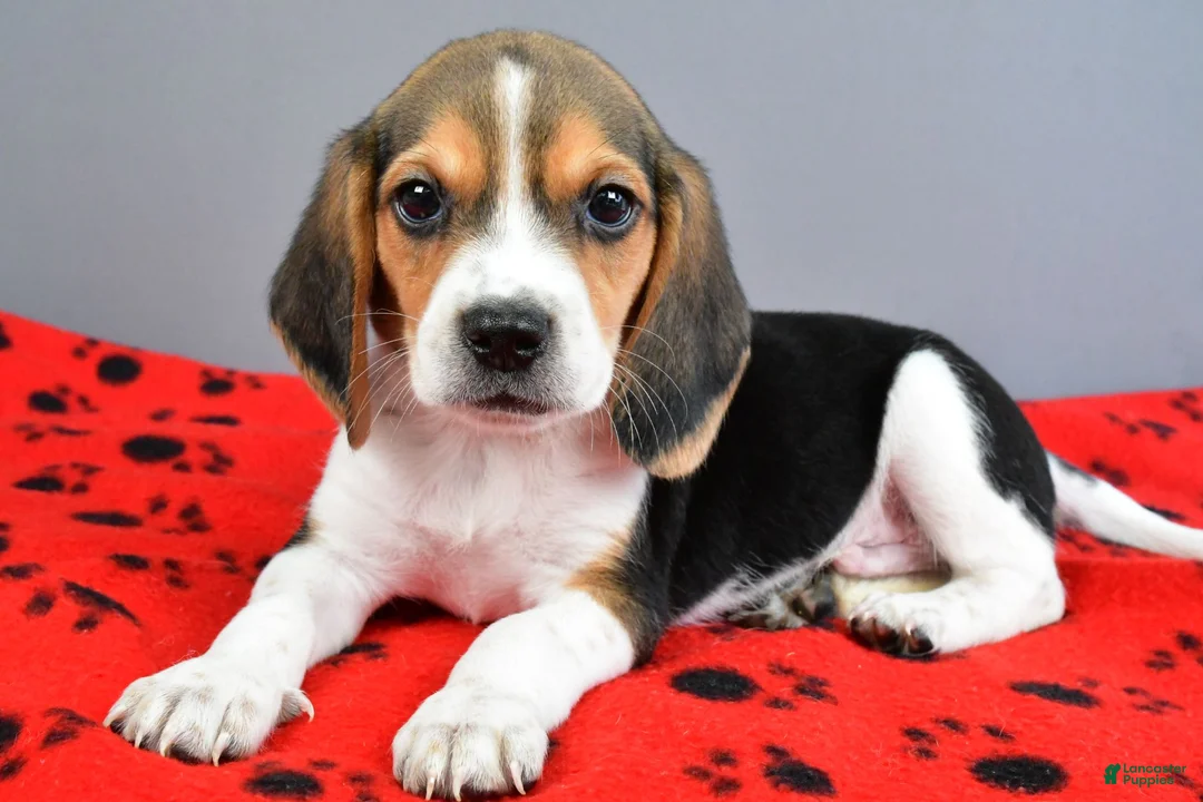 Beagle dogs for sale: Dandy - Ad 2