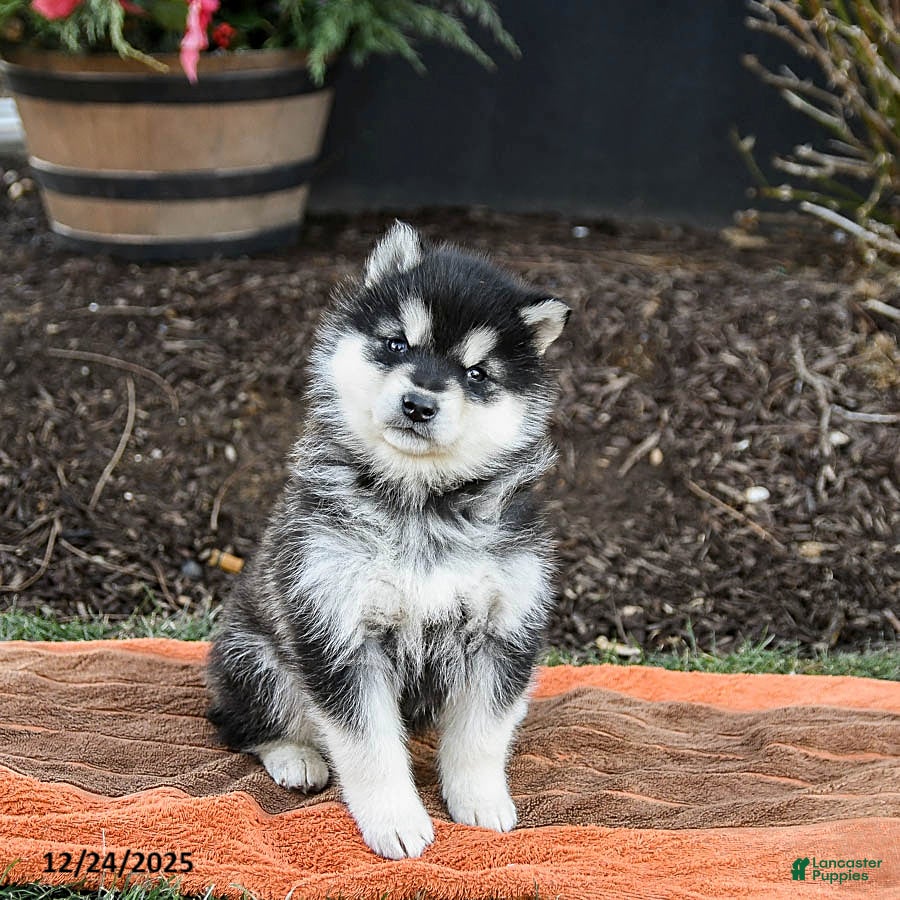 Alaskan Malamute dogs Jasmine - Ad 6