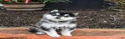 Alaskan Malamute dogs for sale: Jasmine - Ad 1