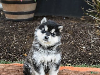 Alaskan Malamute dogs Jasmine - Ad 6