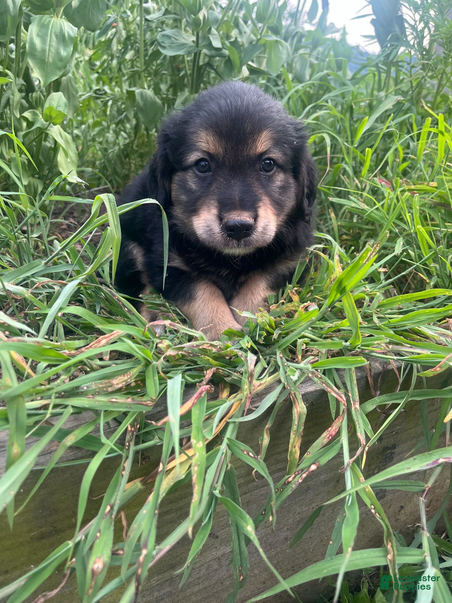 Mixed Breed dogs Lee - Ad 2