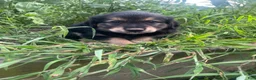Mixed Breed dogs for sale: Lee - Ad 2