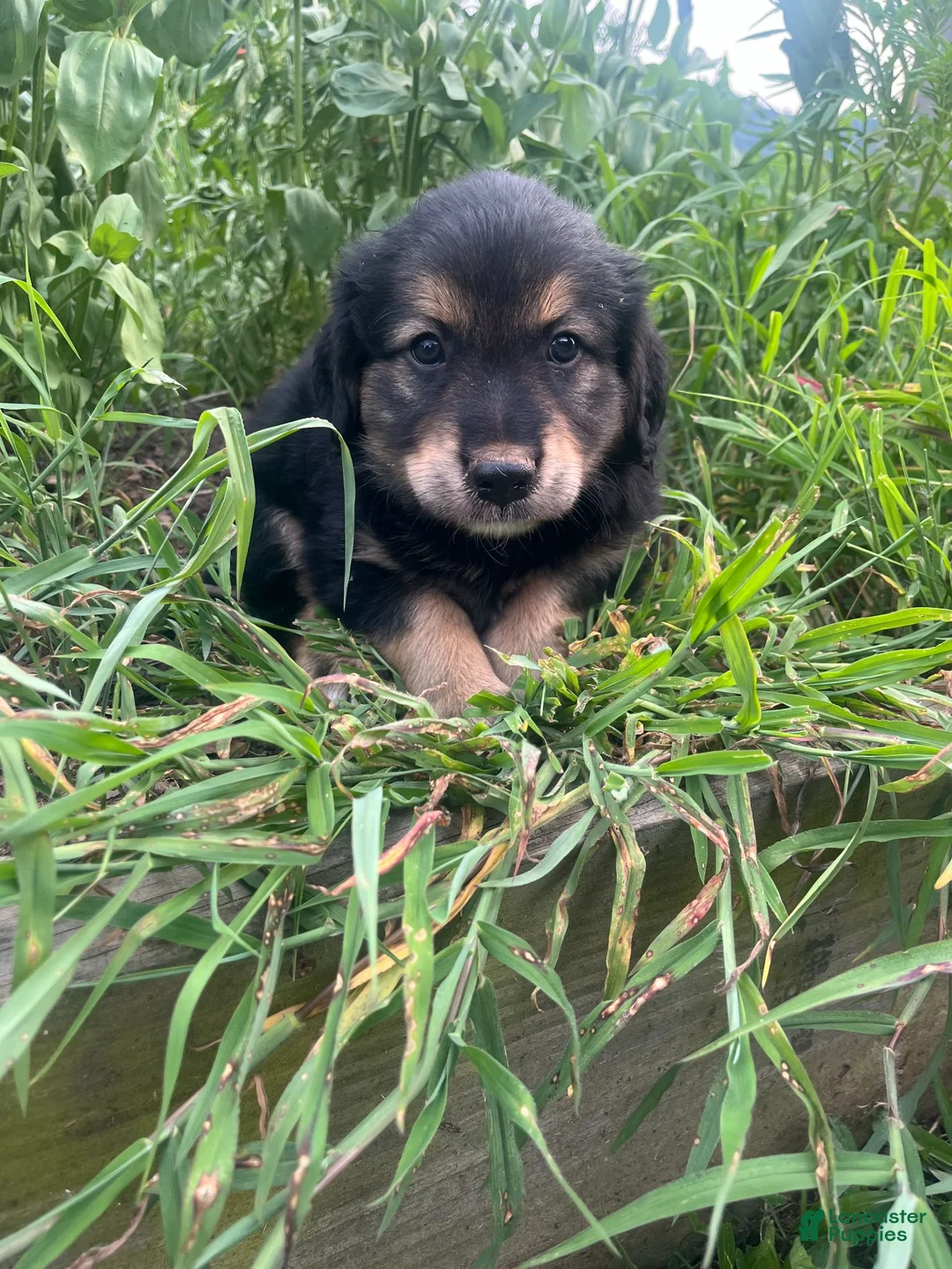 Mixed Breed dogs for sale: Lee - Ad 2
