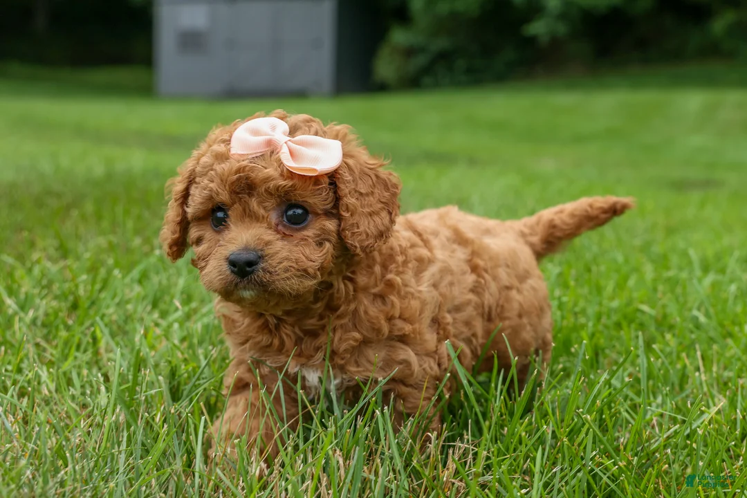 Cavapoo dogs for sale: Veronica💖 - Ad 2