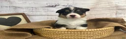 Welsh Corgi Pembroke dogs for sale: Welsh Corgi Pembroke 8 - Ad 2