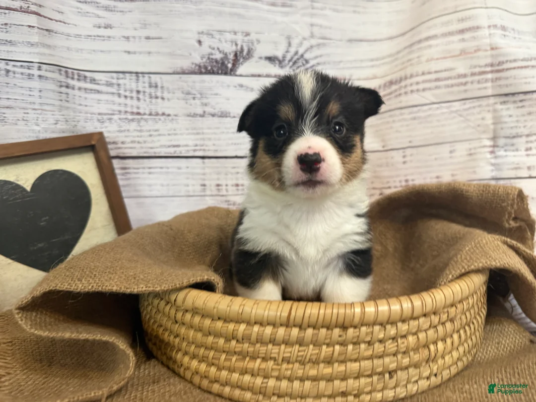 Welsh Corgi Pembroke dogs for sale: Welsh Corgi Pembroke 8 - Ad 2