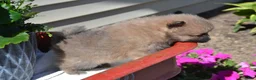 Pomeranian dogs for sale: Western - Ad 3