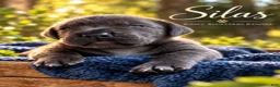 Cane Corso dogs for sale: Silas - Ad 10
