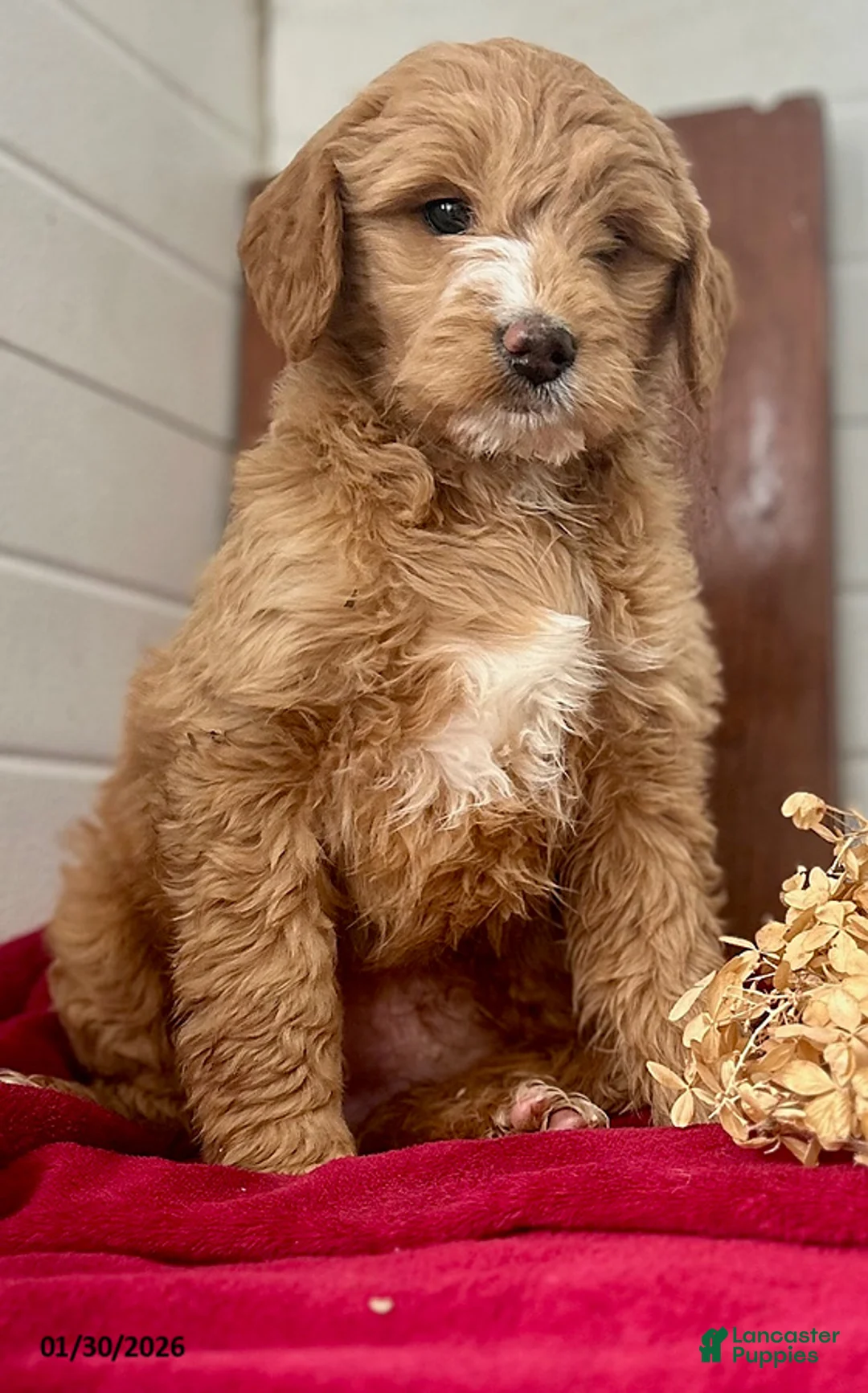 Mini Goldendoodle dogs for sale: Silky - Ad 3