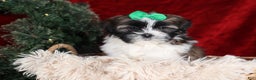 Shih Tzu dogs for sale: Pepper - Ad 20