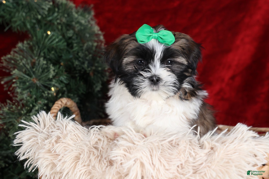 Shih Tzu dogs for sale: Pepper - Ad 20