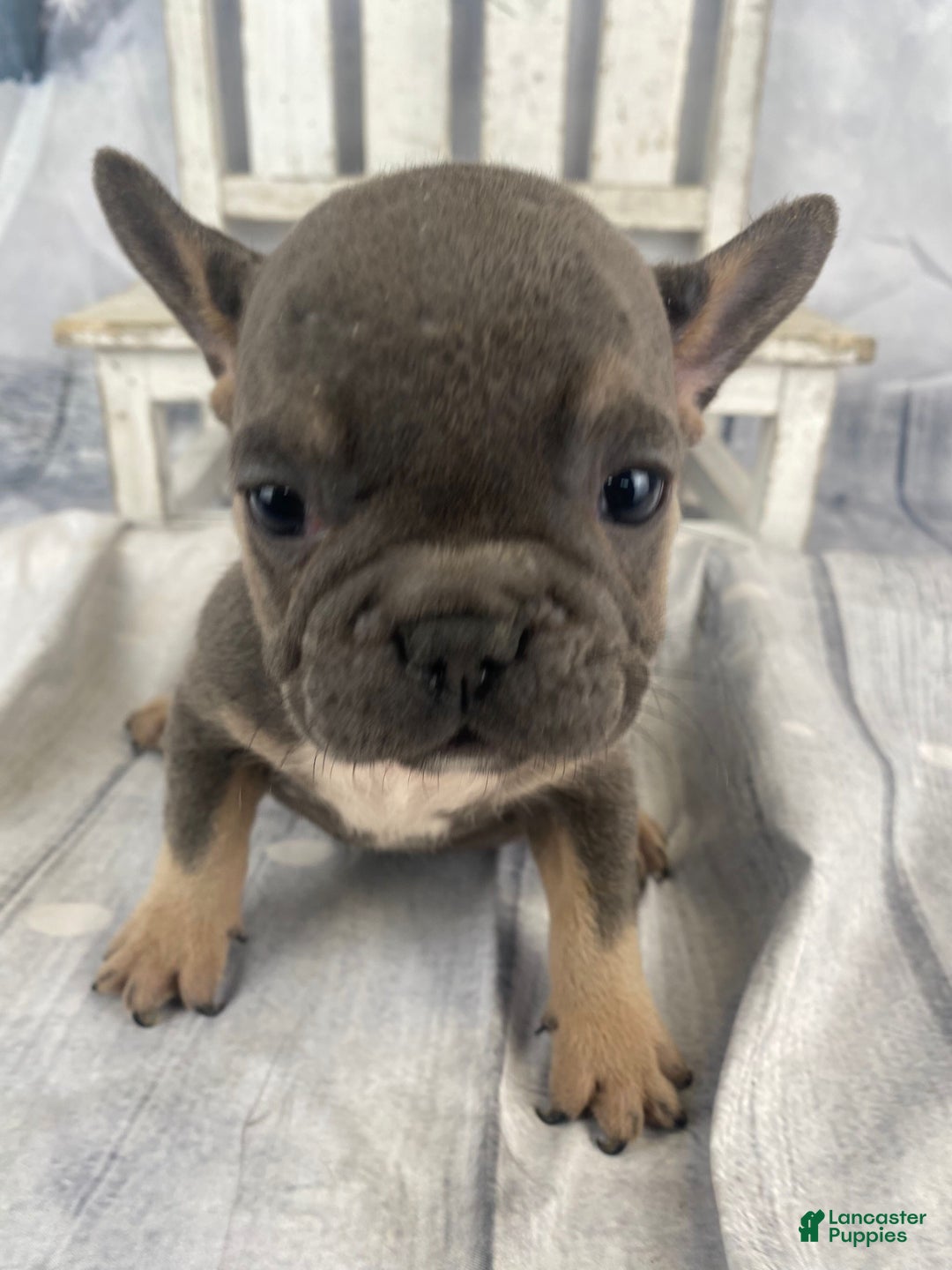French Bulldog dogs for sale: Paisley - Ad 10