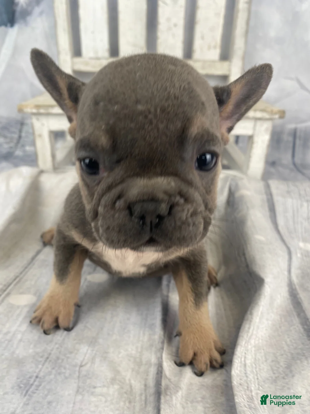 French Bulldog dogs for sale: Paisley - Ad 14