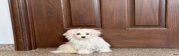 Maltese dogs for sale: Cory - Ad 7
