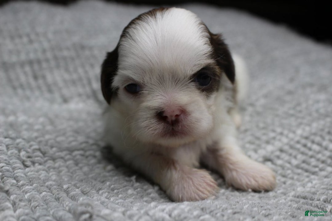 Shih Tzu dogs for sale: Spot - Ad 6