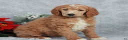 Standard Poodle dogs for sale: Patrick  - Ad 3