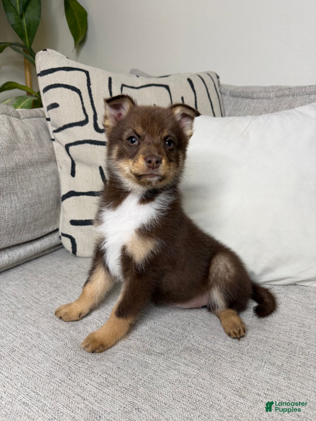 Pomsky dogs for sale: Dotty - Ad 9
