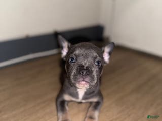 Mixed Breed dogs for sale: Mars - Ad 1