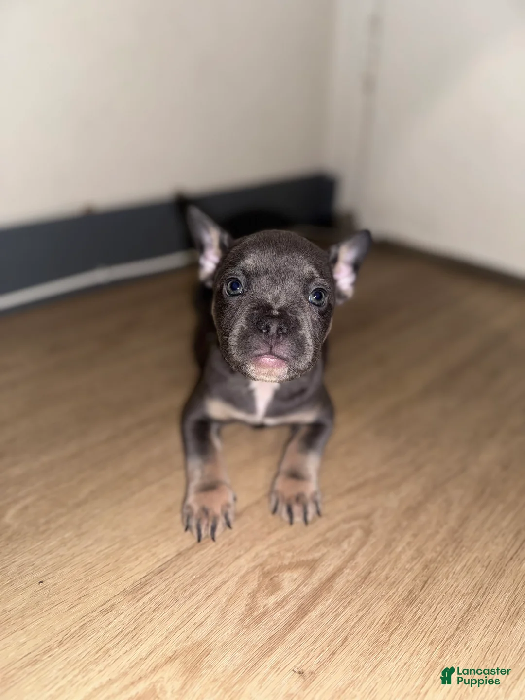 Mixed Breed dogs for sale: Mars - Ad 1