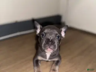 Mixed Breed dogs Mars - Ad 39