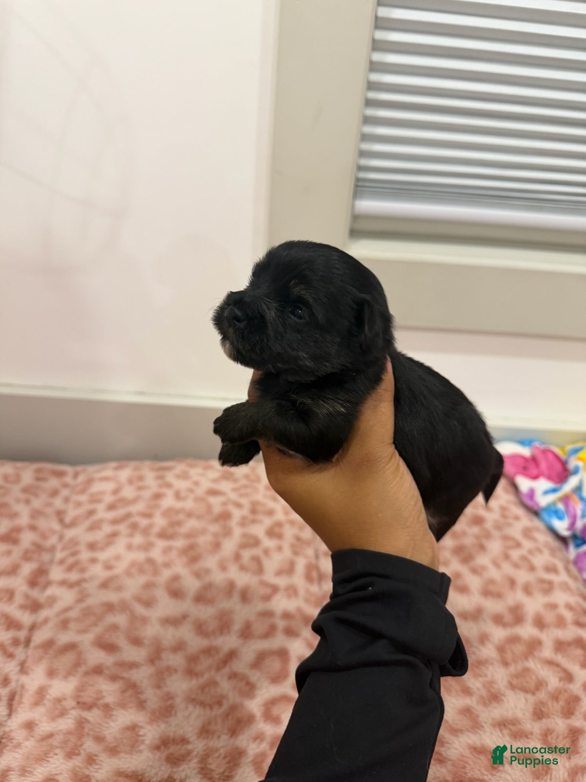 Yorkshire Terrier dogs Puppy5 Male  - Ad 1