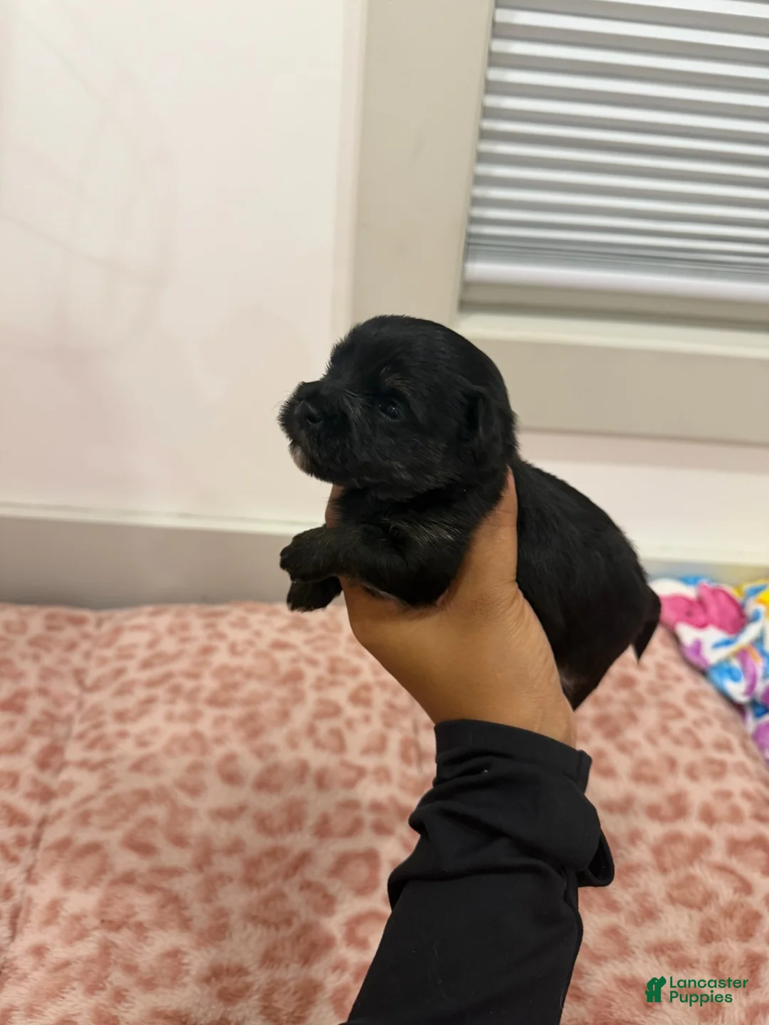 Yorkshire Terrier dogs for sale: Puppy5 Male  - Ad 1