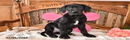 Great Dane dogs for sale: Primrose - Ad 4