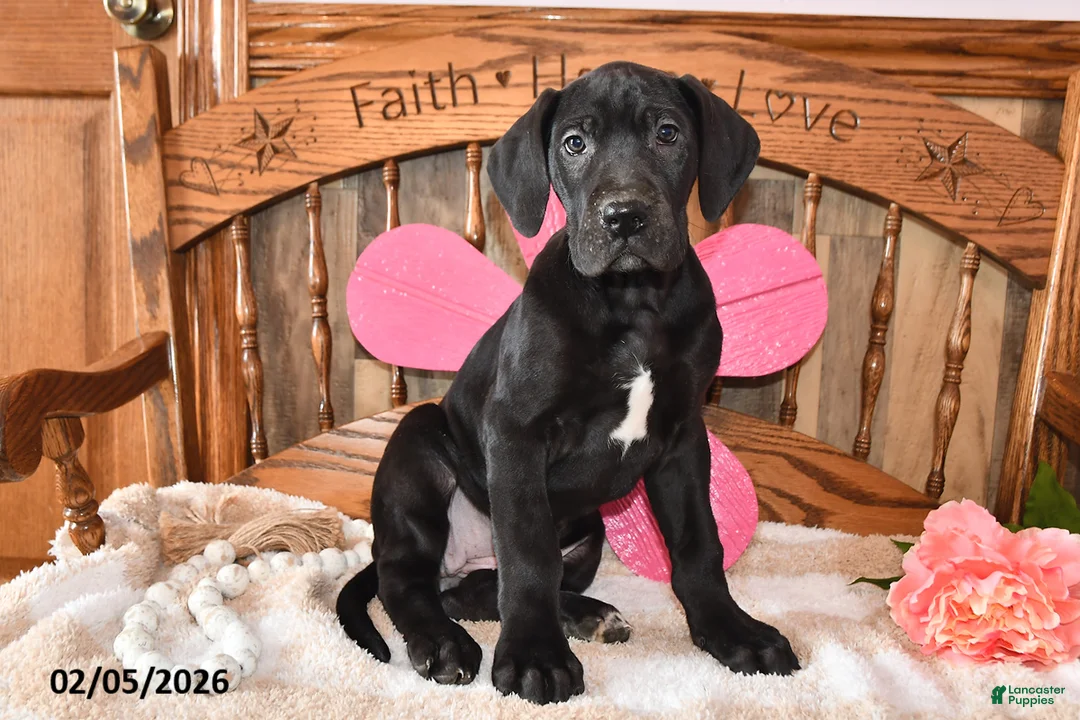 Great Dane dogs for sale: Primrose - Ad 4