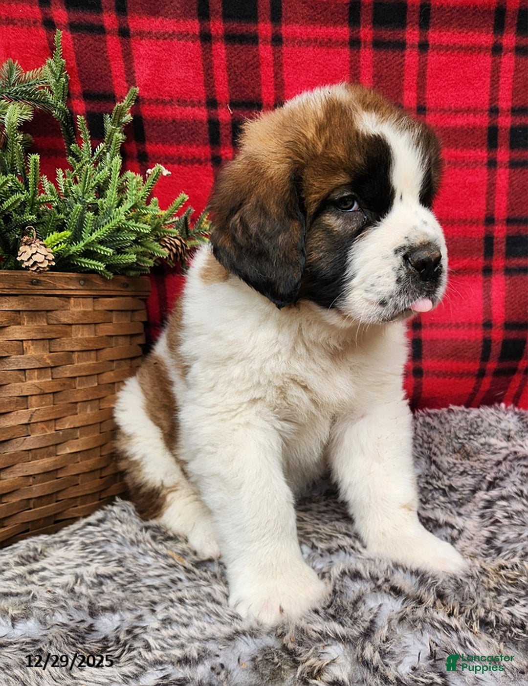 Saint Bernard dogs for sale: Gabe - Ad 1