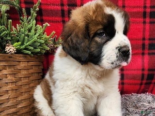 Saint Bernard dogs Gabe - Ad 13