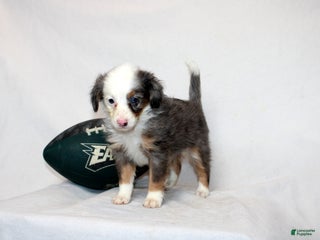 Mini Bernedoodle dogs - Ad 3